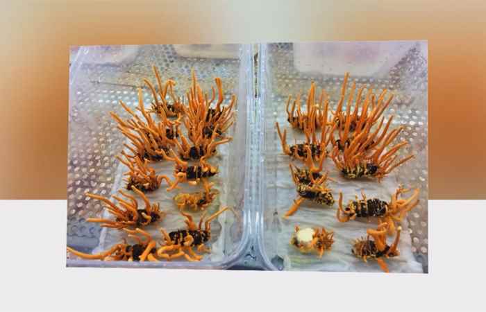 Sống khỏe 360 - Đông trùng hạ thảo quý như thế nào?  28-01-2020